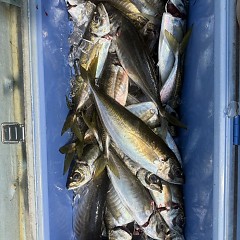 4月 14日(火)午後便・アジ釣りの写真その10