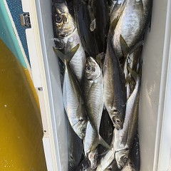 4月 14日(火)午後便・アジ釣りの写真その11