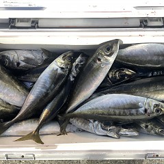 4月 14日(火)午後便・アジ釣りの写真その1