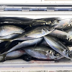 4月 14日(火)午後便・アジ釣りの写真その2