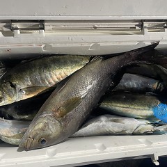 4月 14日(火)午後便・アジ釣りの写真その3