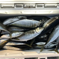 4月 14日(火)午後便・アジ釣りの写真その4