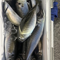 4月 14日(火)午後便・アジ釣りの写真その5