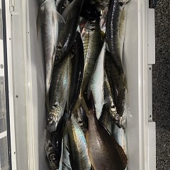 4月 14日(火)午後便・アジ釣りの写真その6