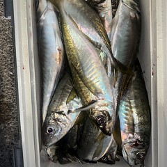 4月 14日(火)午後便・アジ釣りの写真その7