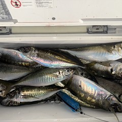 4月 14日(火)午後便・アジ釣りの写真その8