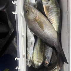 4月 14日(火)午後便・アジ釣りの写真その9