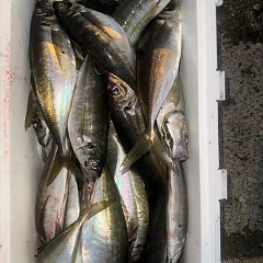 4月 14日(火)午後便・アジ釣りの写真その10