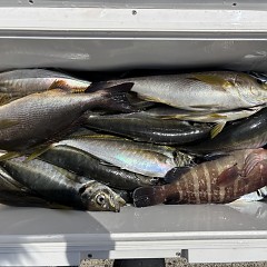 4月14日（火）午前便・アジ釣りの写真その4
