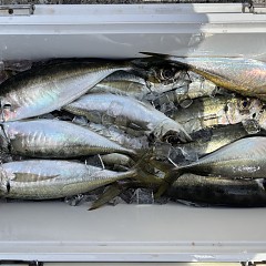 4月14日（火）午前便・アジ釣りの写真その5