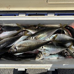 4月14日（火）午前便・アジ釣りの写真その6