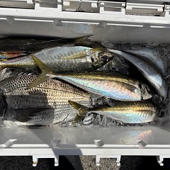 4月14日（火）午前便・アジ釣りの写真その7
