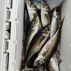 4月 15日（水）8時出船・アジ釣りの写真その8