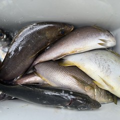 4月 15日（水）8時出船・アジ釣りの写真その9