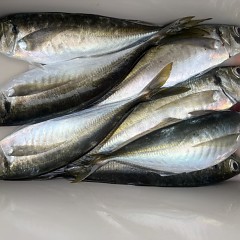 4月 15日（水）8時出船・アジ釣りの写真その10