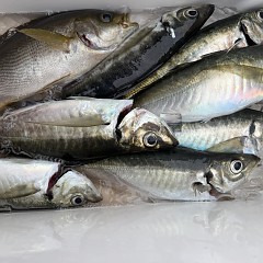 4月 15日（水）8時出船・アジ釣りの写真その11