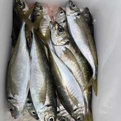 4月 15日（水）8時出船・アジ釣りの写真その12