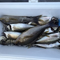4月 16日（木）午前便・アジ釣りの写真その6