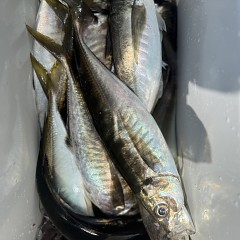 4月 16日（木）午前便・アジ釣りの写真その7