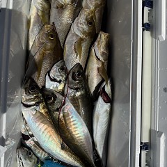 4月 16日（木）午前便・アジ釣りの写真その8