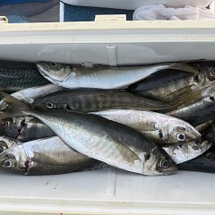 4月 16日（木）午後便・アジ釣りの写真その6