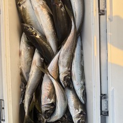 4月 16日（木）午後便・アジ釣りの写真その7