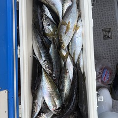 4月 16日（木）午後便・アジ釣りの写真その8