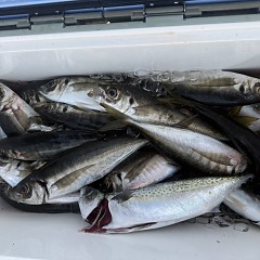 4月 16日（木）午後便・アジ釣りの写真その9