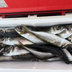 4月 16日（木）午後便・アジ釣りの写真その10