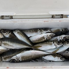 4月 16日（木）午後便・アジ釣りの写真その1