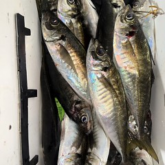 4月 16日（木）午後便・アジ釣りの写真その3