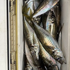 4月 16日（木）午後便・アジ釣りの写真その4