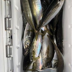 4月 16日（木）午後便・アジ釣りの写真その5