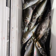 4月 16日（木）午後便・アジ釣りの写真その6