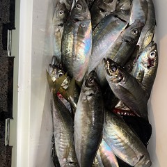 4月 16日（木）午後便・アジ釣りの写真その7