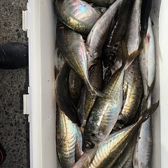 4月 16日（木）午後便・アジ釣りの写真その8