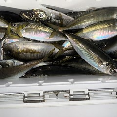 4月 16日（木）午後便・アジ釣りの写真その9