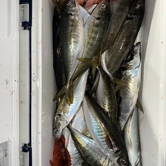 4月 16日（木）午後便・アジ釣りの写真その10