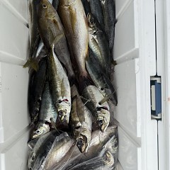 4月 17日（金）午前便・アジ釣りの写真その7