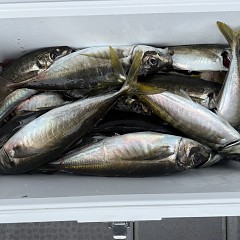 4月 17日（金）午前便・アジ釣りの写真その8
