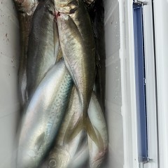 4月 17日（金）午前便・アジ釣りの写真その9