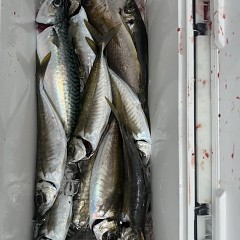 4月 17日（金）午前便・アジ釣りの写真その10