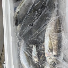 4月 17日（金）午前便・アジ釣りの写真その11