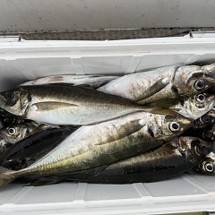 4月 17日（金）午後便・アジ釣りの写真その6