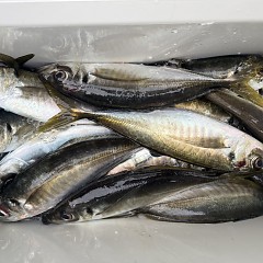 4月 17日（金）午後便・アジ釣りの写真その7