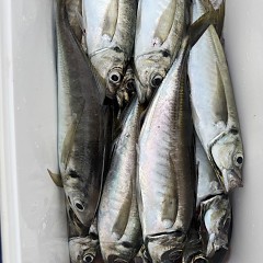 4月 17日（金）午後便・アジ釣りの写真その8