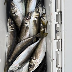 4月 17日（金）午後便・アジ釣りの写真その9