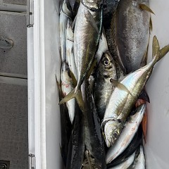 4月 17日（金）午後便・アジ釣りの写真その10