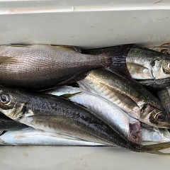 4月 17日（金）午後便・アジ釣りの写真その12