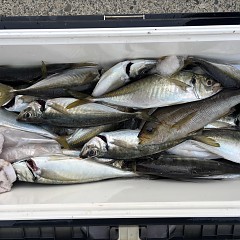 4月 17日（金）午後便・アジ釣りの写真その2